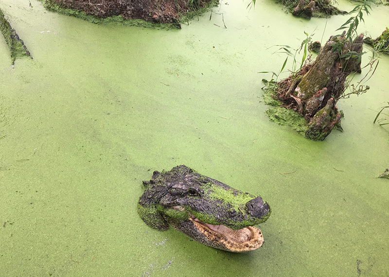 Alligator in the Delta - Destinations