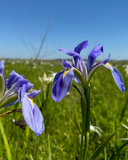 Flowers in Delta - Ben Raines