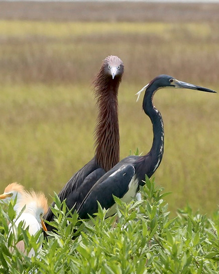 Herons Egrets and Ibis - Ben Raines