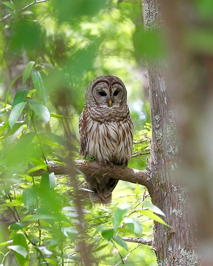Owl in Tree - Ben Raines