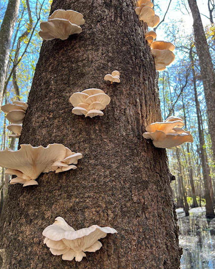 Oyster Tree - Ben Raines