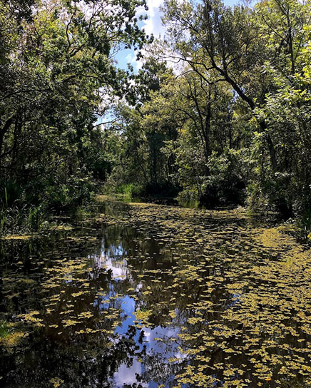 Swamp Cree - Ben Raines