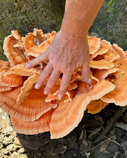Fungi Hand