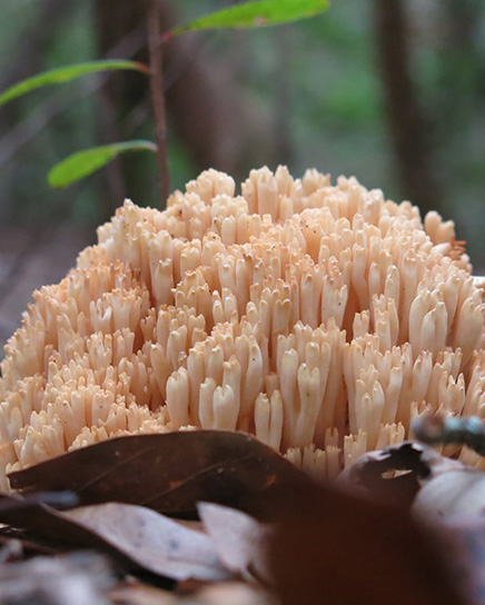 Fungi on Dirt