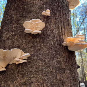 Mushroom Foraging Trips