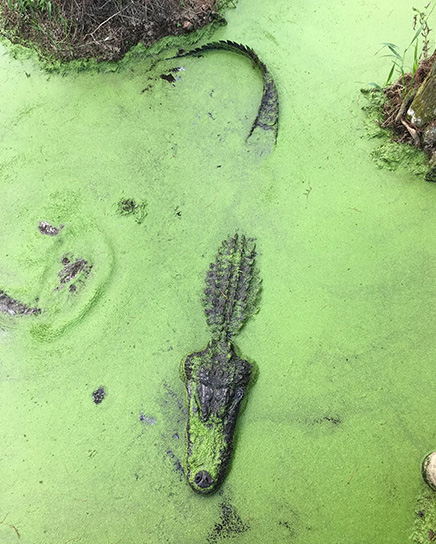 Overhead Gator