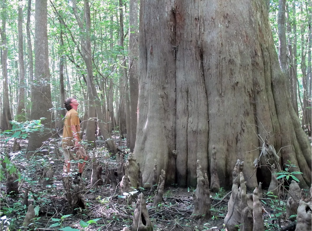 Giant cypress in the Upper Delta