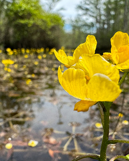 Yellow Flowers River